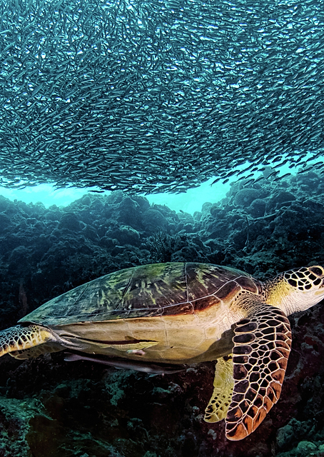 Turtle and Sardines / PLATINA