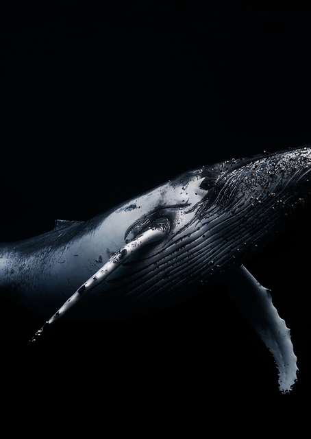 Black a Whale / PLATINA