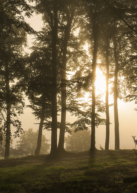 Deer in the morning mist / PLATINA