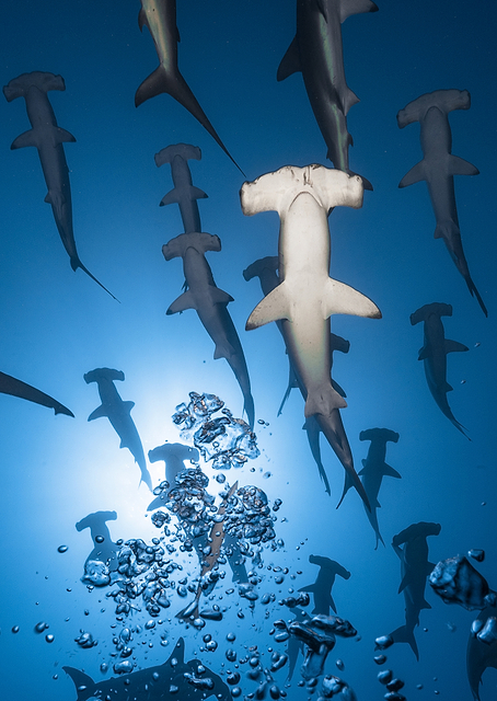 Hammerhead Shark / PLATINA