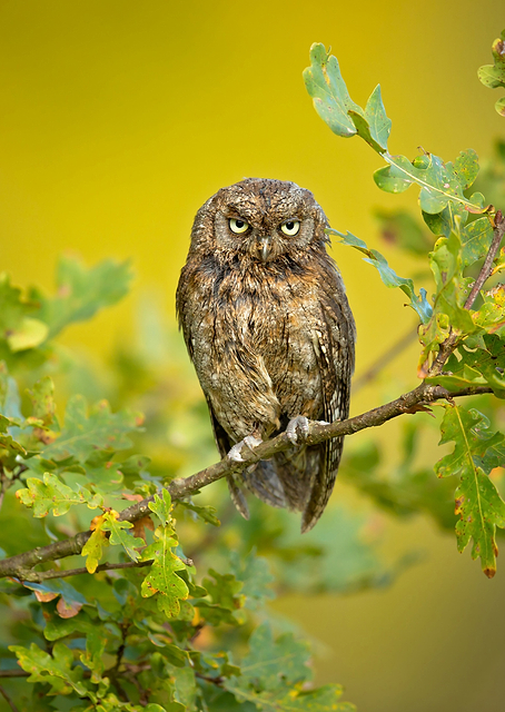Eurasian Scops Owl / PLATINA
