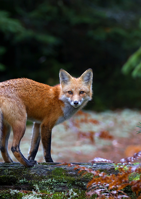 Red Fox in Algonquin Park / PLATINA