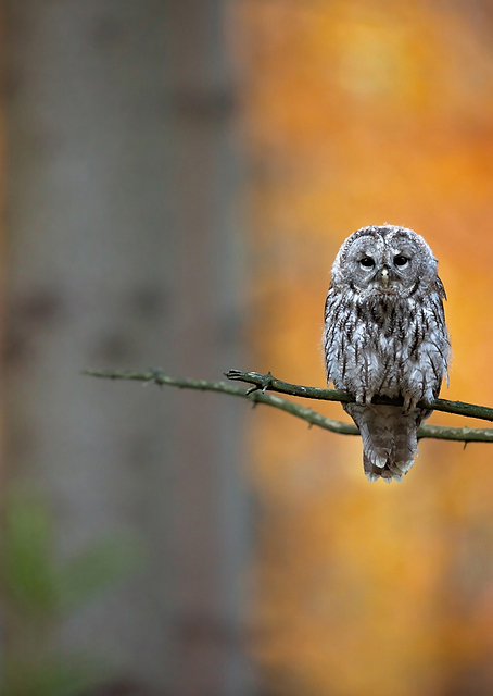 Tawny Owl / PLATINA