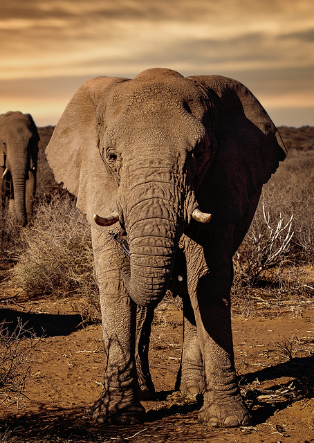 Big elephants / PLATINA