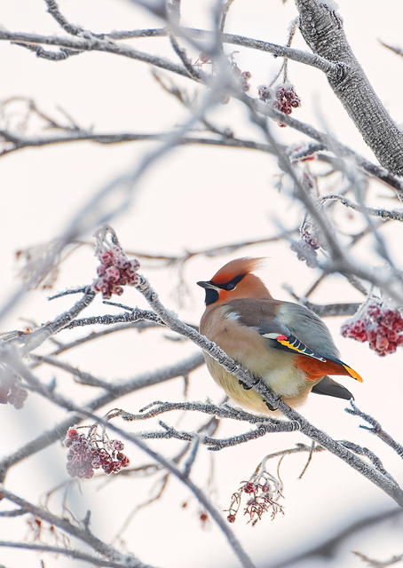 Waxwing / PLATINA