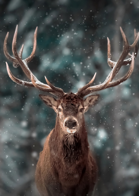 Deer King / PLATINA