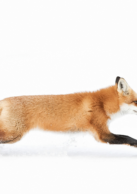 Red Fox on the run / PLATINA