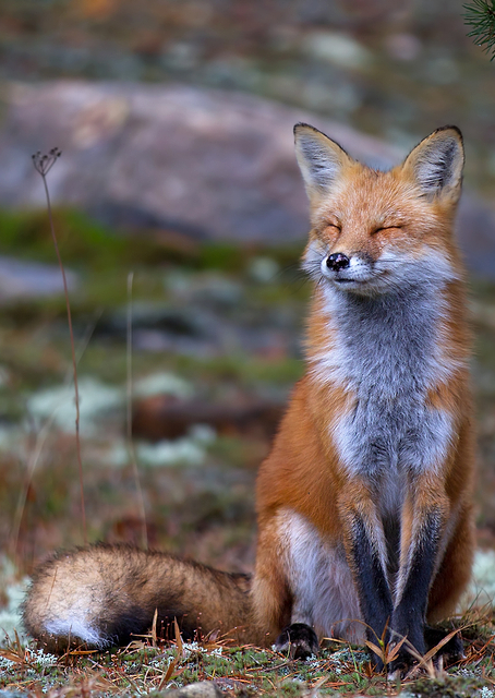 Fox Zen - Algonquin Park / PLATINA