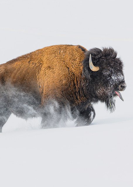 Bison in the Snow / PLATINA