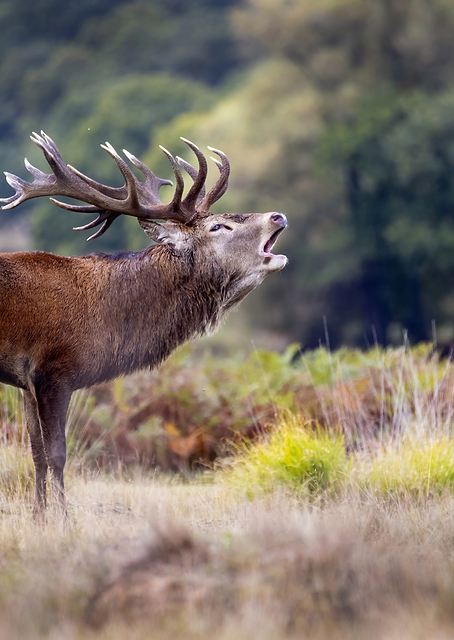 The scream of the deer / PLATINA