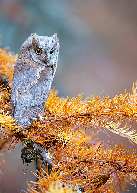 Eurasian scops owl / PLATINA
