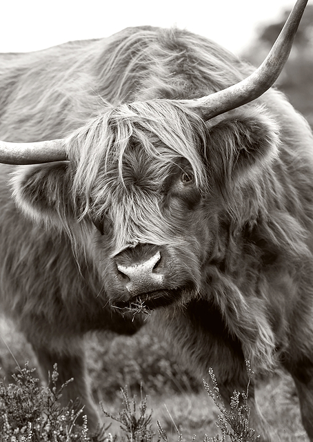 The Bull / PLATINA