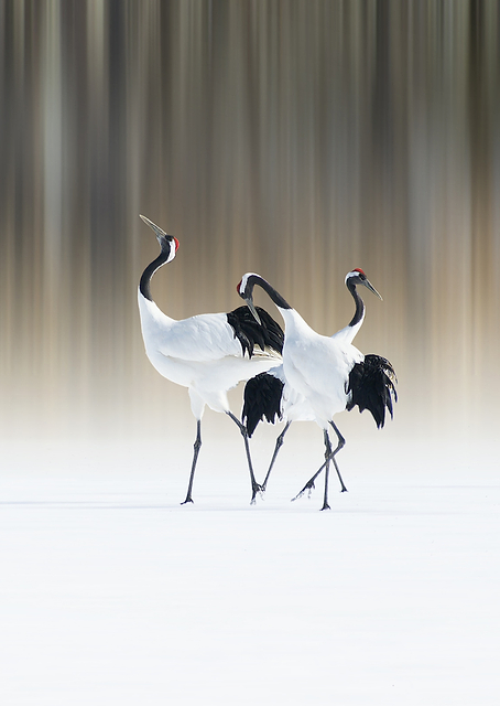 Red-crested white cranes / PLATINA