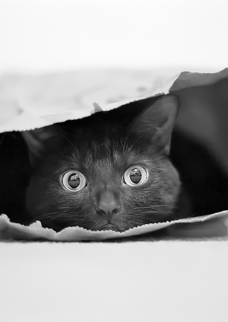 Cat in a bag / PLATINA