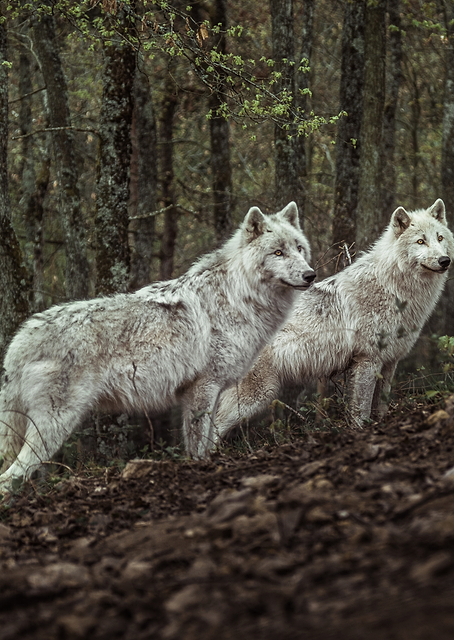 Meeting with white Wolves / PLATINA