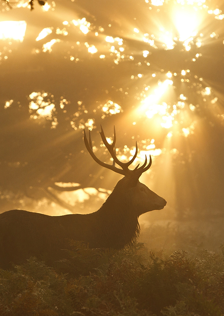 Ghost of the Forest / PLATINA