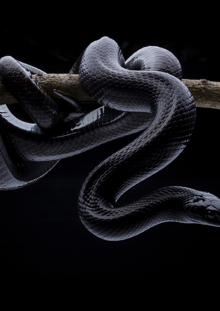 King Snake / PLATINA