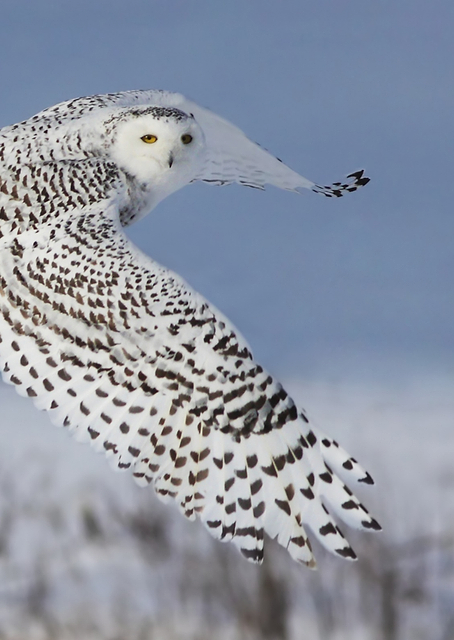 Snowy Owl / PLATINA