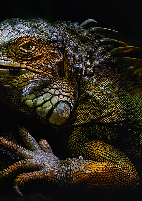 Time of molting / PLATINA