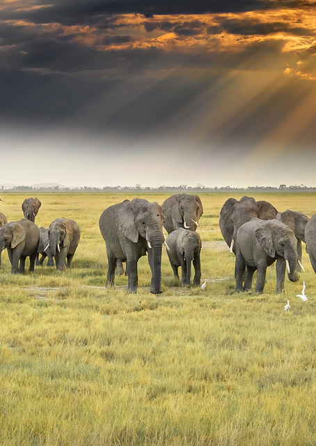 For the love of elephants / PLATINA