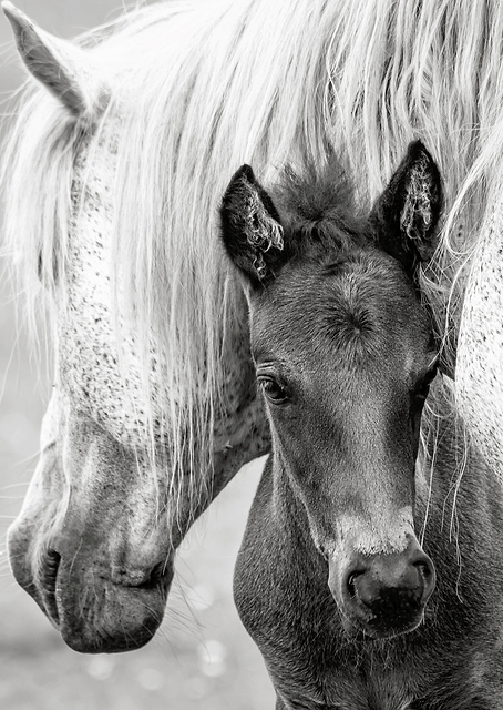 The Foal / PLATINA