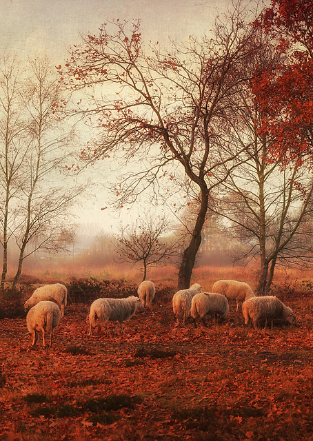 Last days of autumn / PLATINA