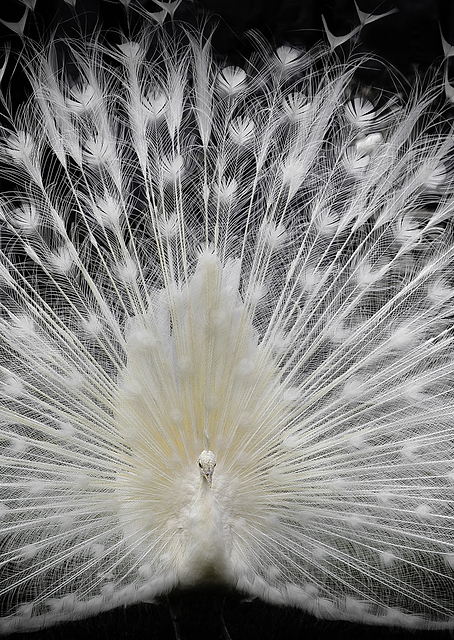 black and white, / PLATINA