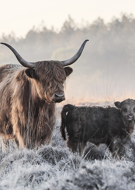 Highlander and Calf / PLATINA