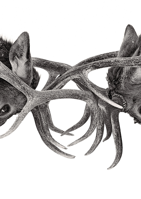 Eye to Eye - Elk fight / PLATINA
