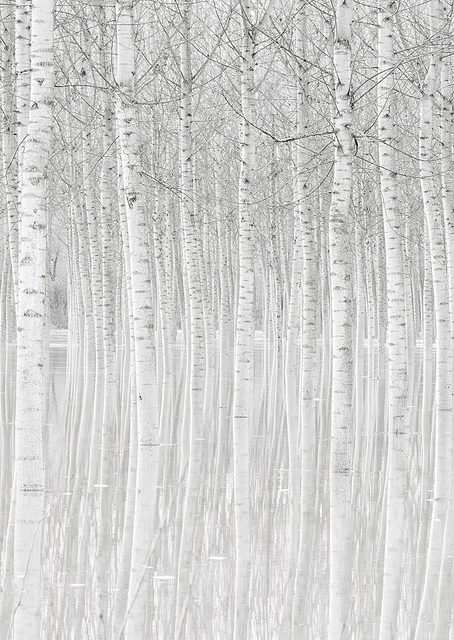 Trees / PLATINA