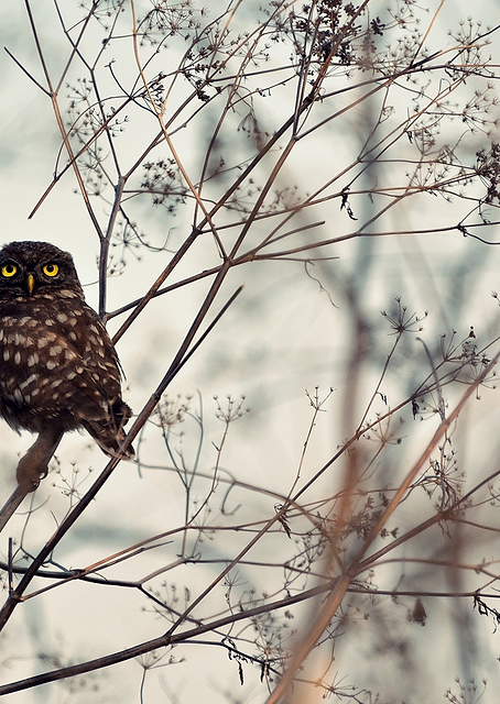 Look at Me! / PLATINA