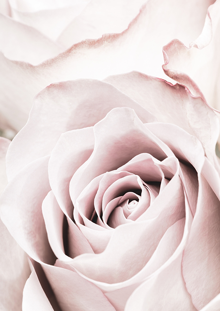 Pink Rose No 05 / PLATINA
