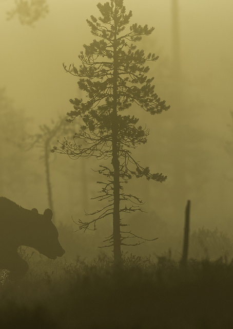 Morning Fog / PLATINA