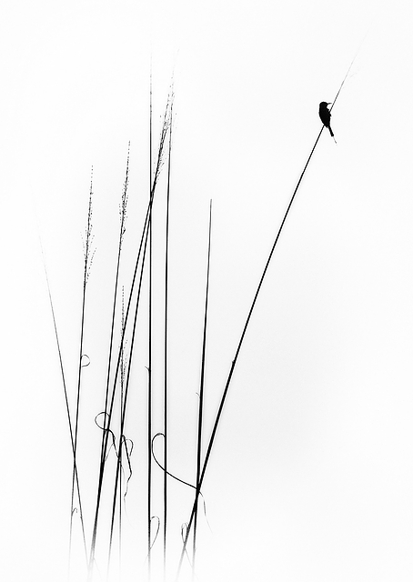 a sabbatical / PLATINA