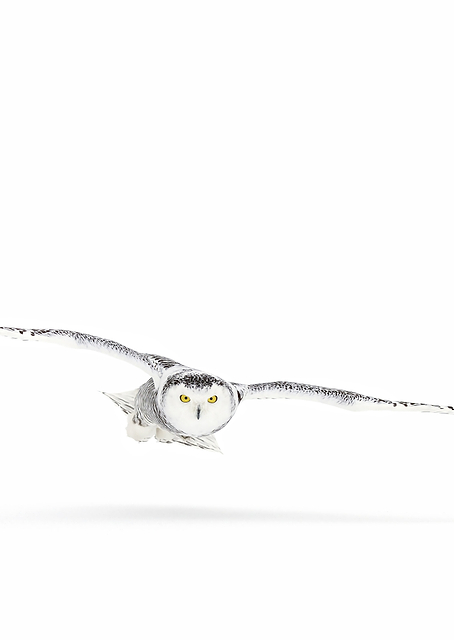 Snowy owl on the hunt / PLATINA