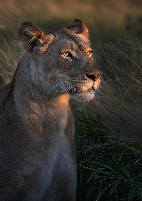 Lioness at first day ligth / PLATINA