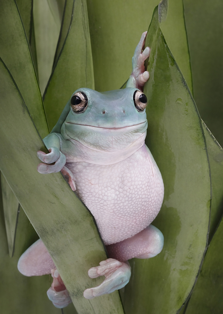 A Whites Tree Frogs Pose / PLATINA