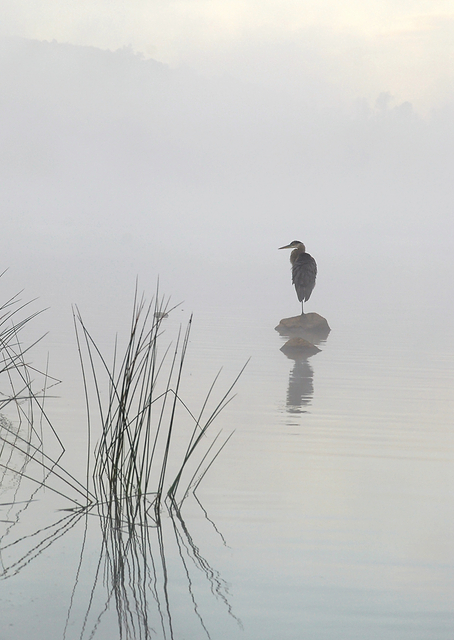 Heron in the morning mist / PLATINA