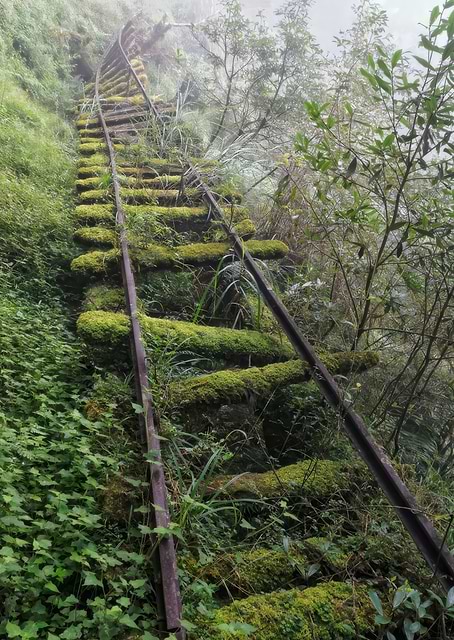 ellie the last of us / platina