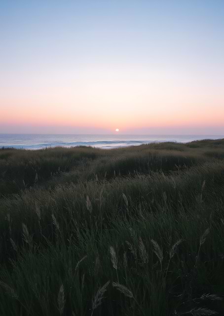 Sunset over grassy dunes by the sea / platina
