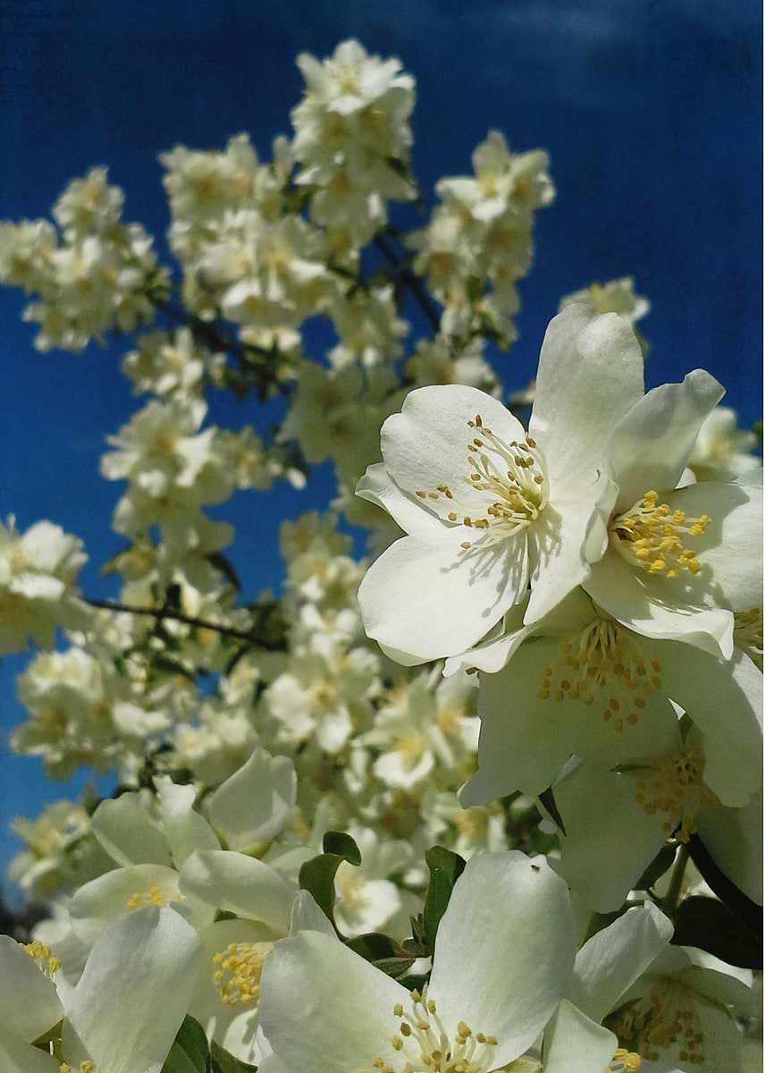 'Spring Bloom' Poster, picture, metal print, paint by Olga Osi | Displate