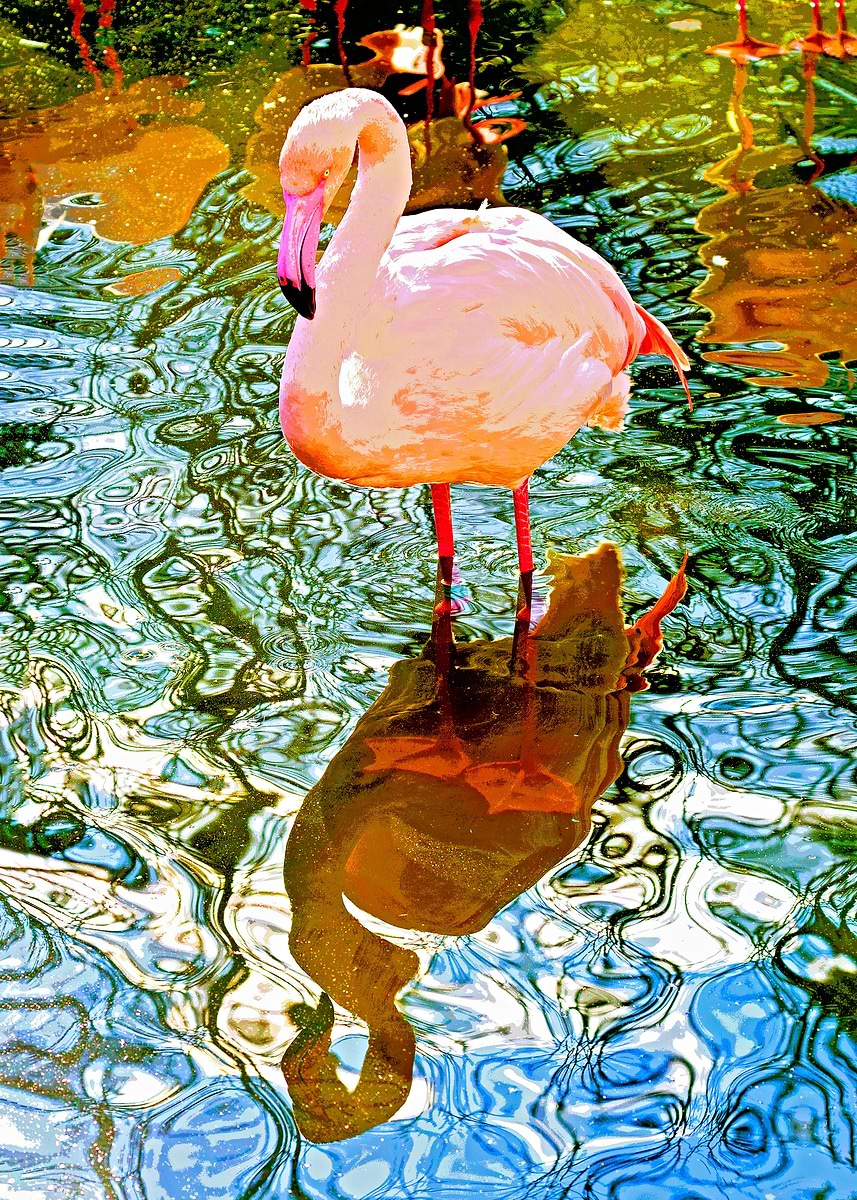 Mirrored flamingo ' Poster, picture, metal print, paint by Leopold