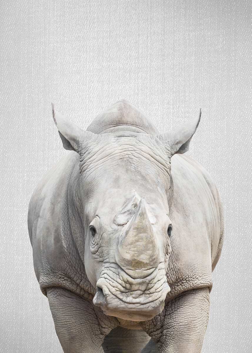 'Rhino Colorful' Poster, picture, metal print, paint by Gal Design ...