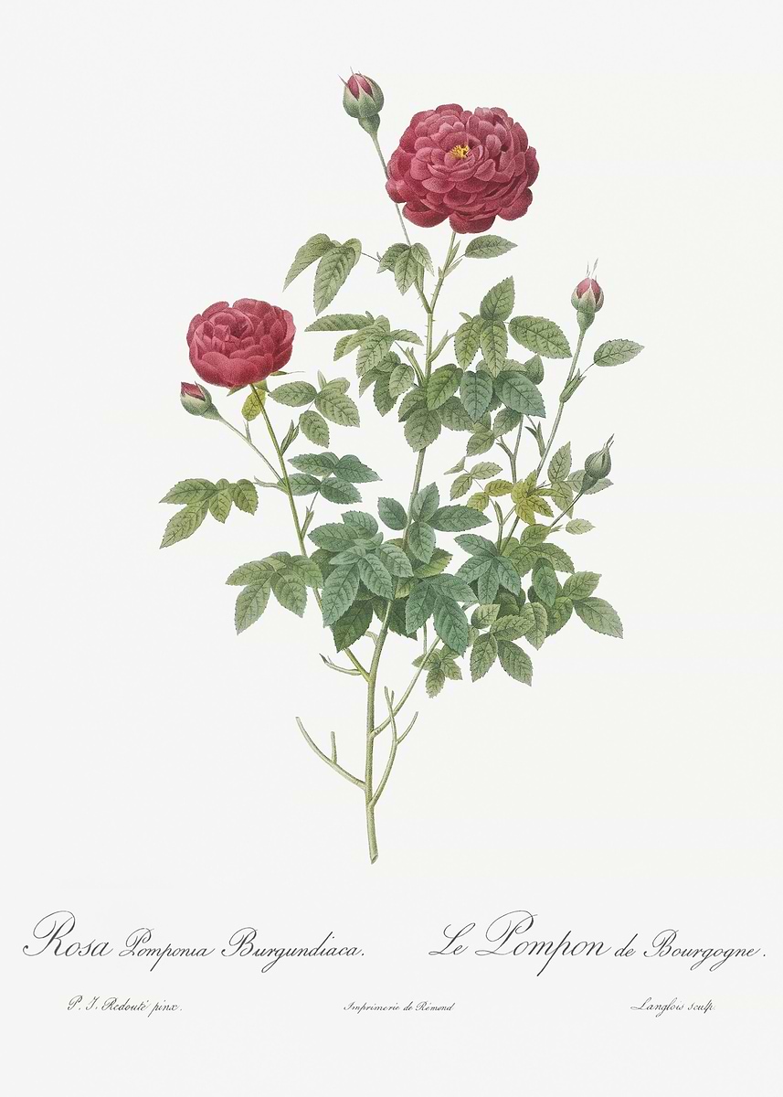 'Burgundy Cabbage Rose In B' Poster, picture, metal print, paint by ...