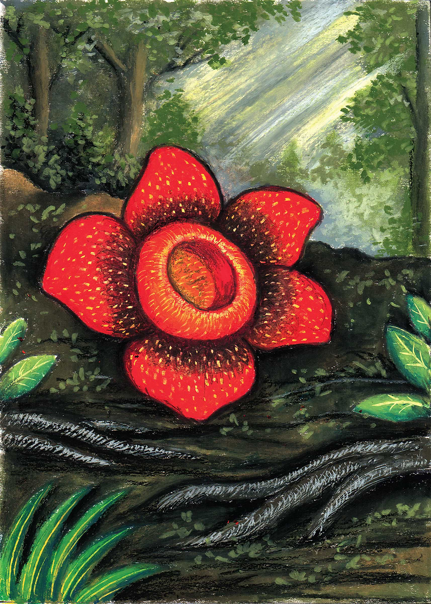 Rafflesia flower' Poster, picture, metal print, paint by Tri