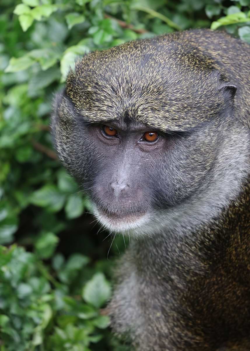 'Bush Monkey' Poster, picture, metal print, paint by Melanie Kowasic ...