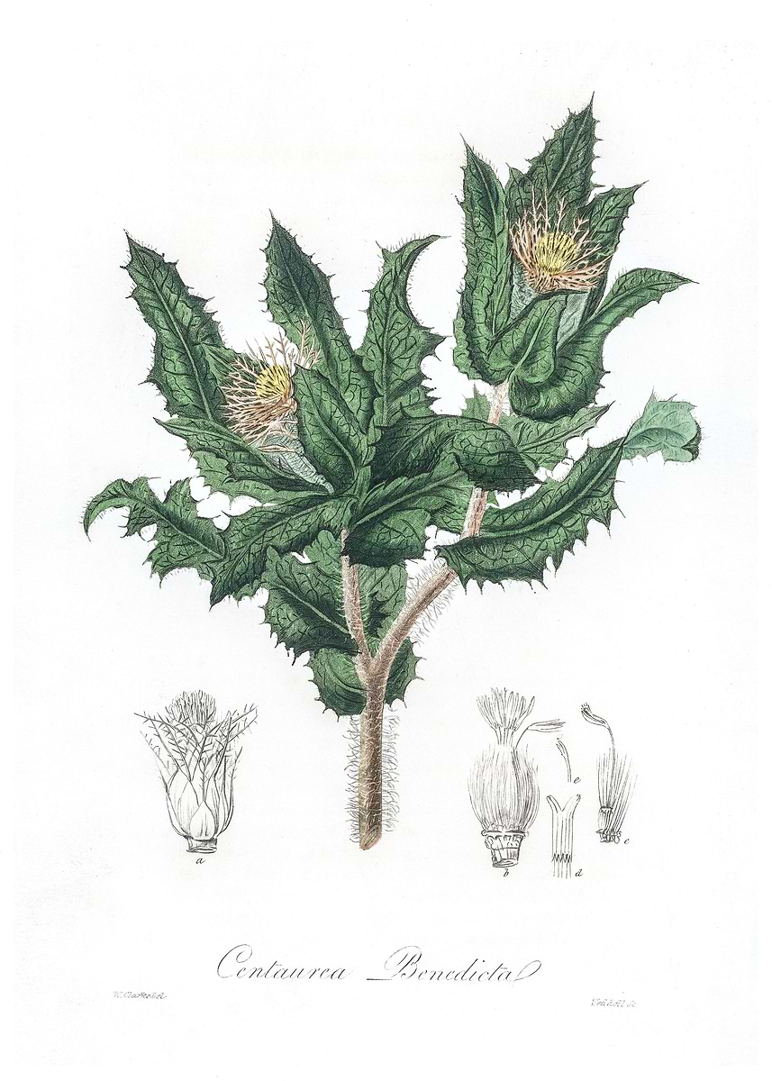 'Holy thistle Centaurea' Poster, picture, metal print, paint by ...