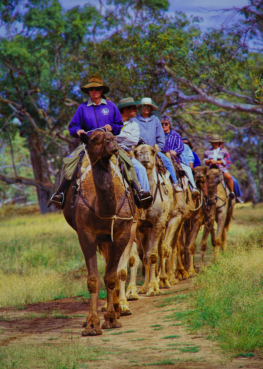 'Camel Ride in Australia' Poster, picture, metal print, paint by Hans C ...