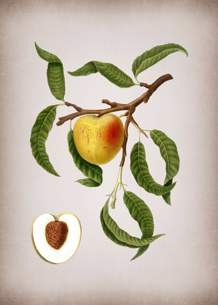 'Vintage Peach Fruit Food' Poster, picture, metal print, paint by Holy ...