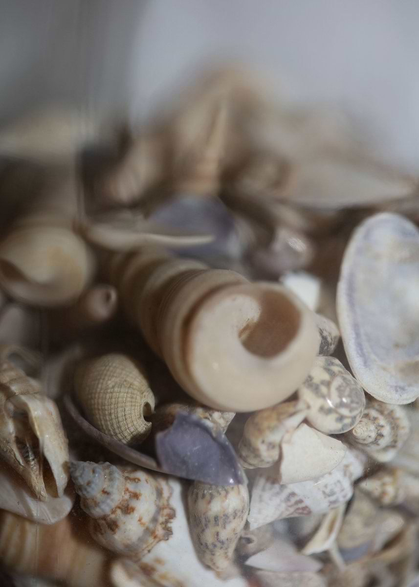 Shells Paphos 'Greek shells on elafonisi' Poster, picture, metal print, paint by ...